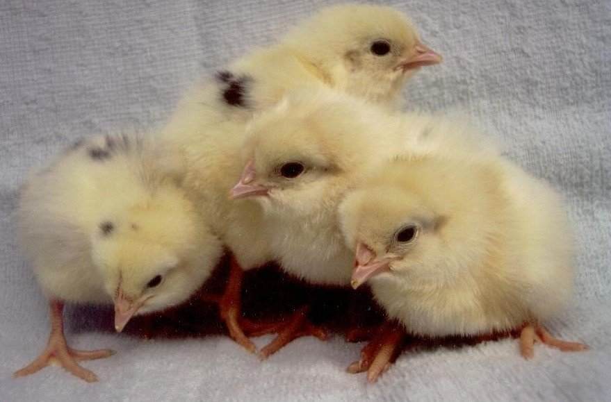 5 Best Chicken Breeds for Laying Eggs