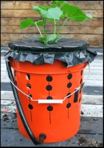 grow tomatoes in buckets