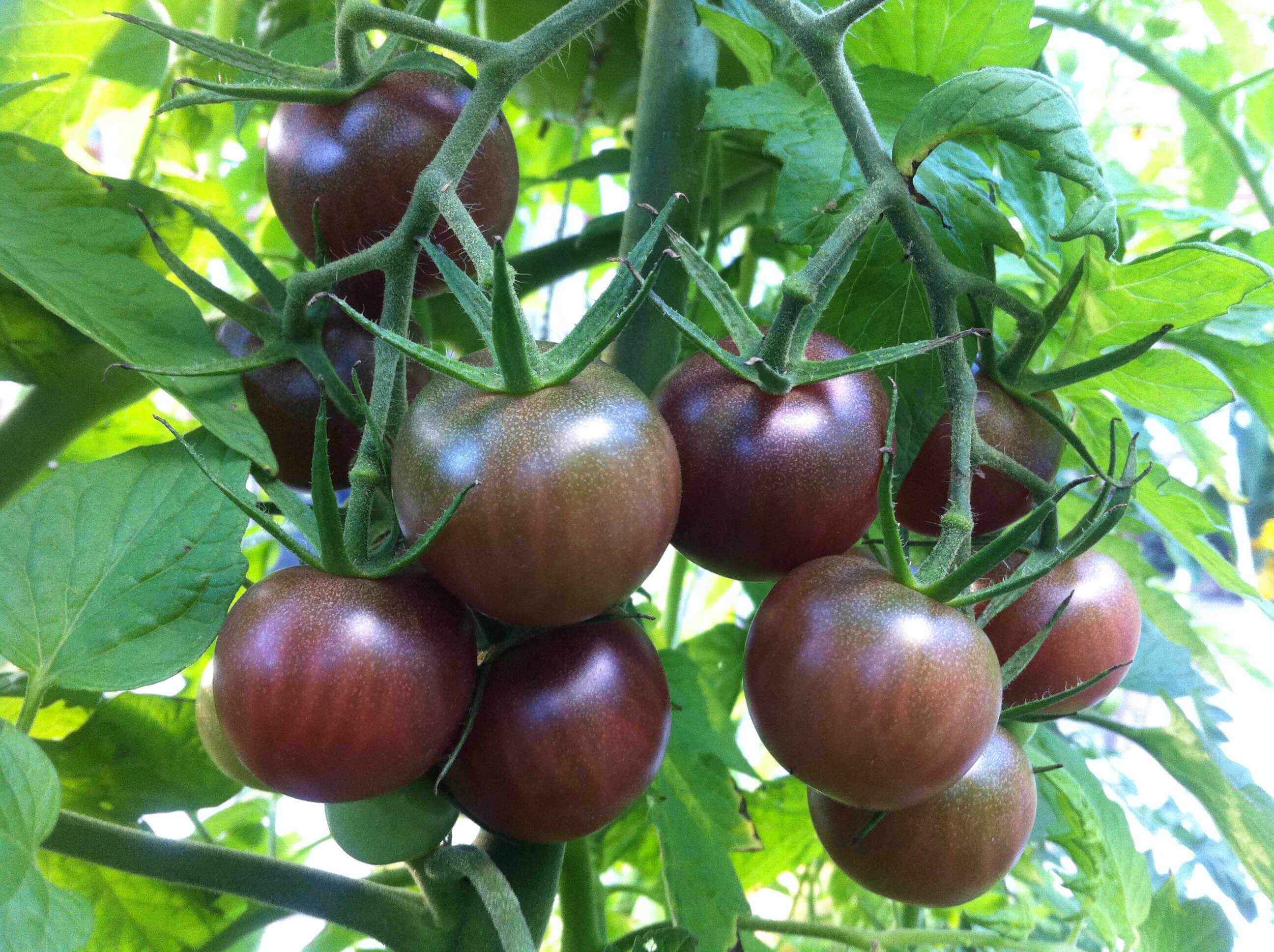 vegetables-tomato-black-cherry