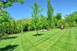 although some people may not admit it everyone desires a beautiful healthy and weed free lawn it all depends on how well you care of it