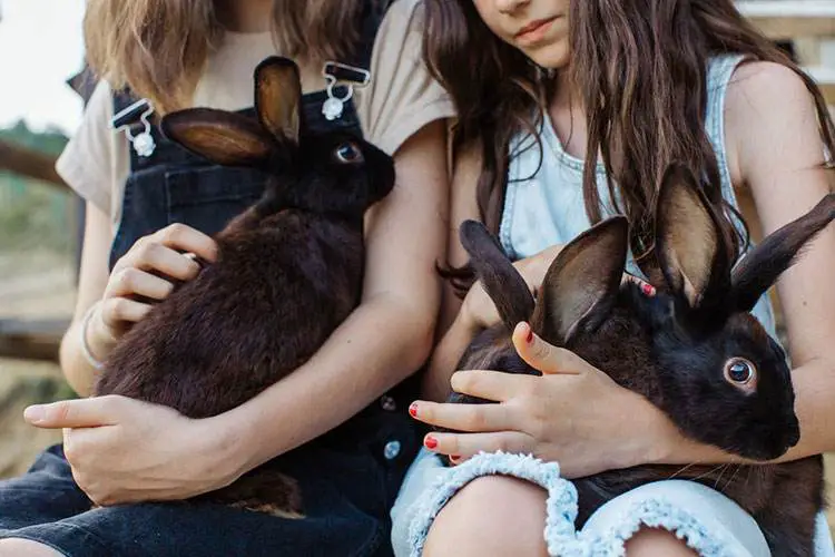 rabbits on a homestead